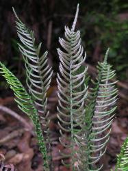 Blechnum chambersii. Fertile fronds with falcate pinnae.
 Image: L.R. Perrie © Te Papa CC BY-NC 3.0 NZ